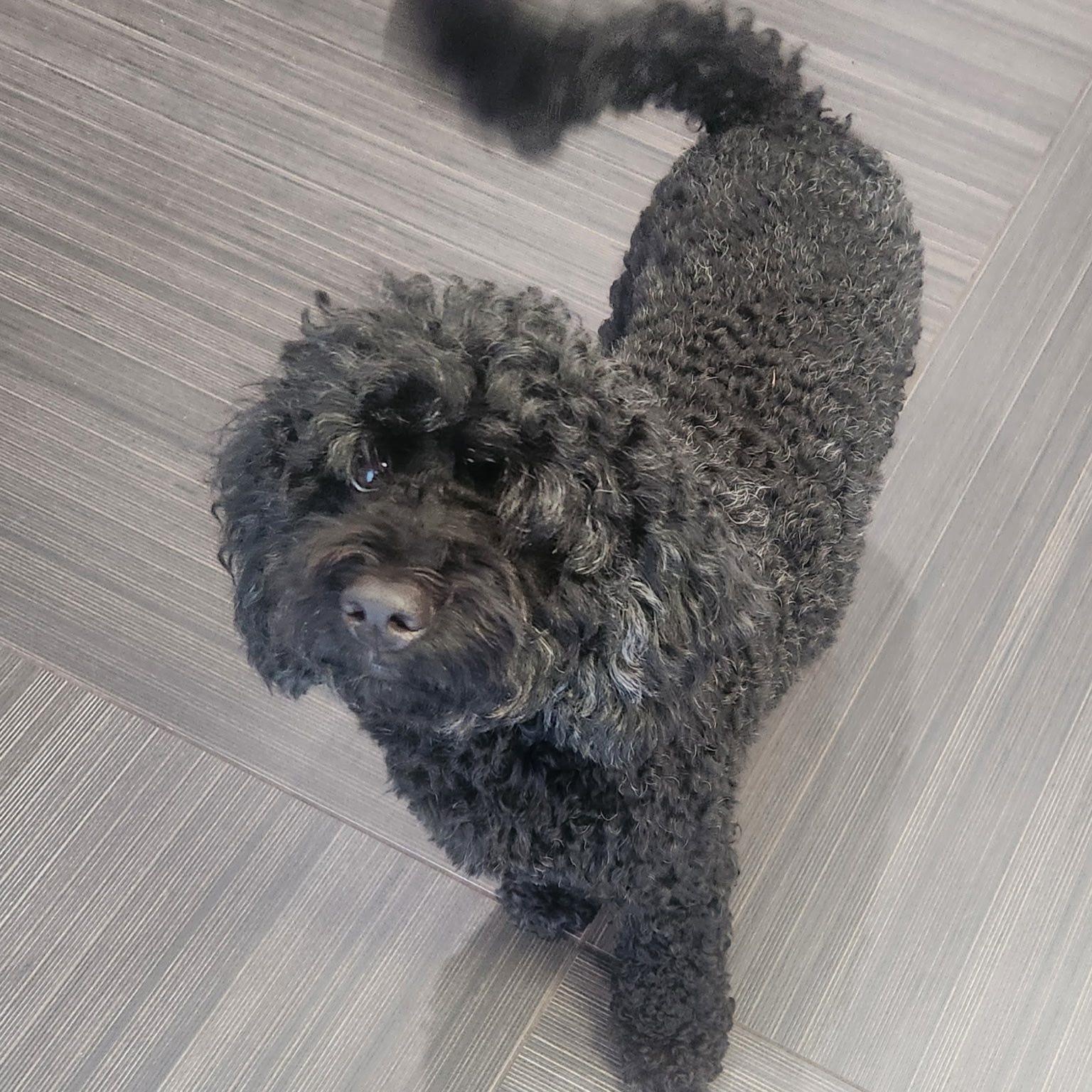Coco, an adoptable Cockapoo in Cape Coral, FL, 33914 | Photo Image 5