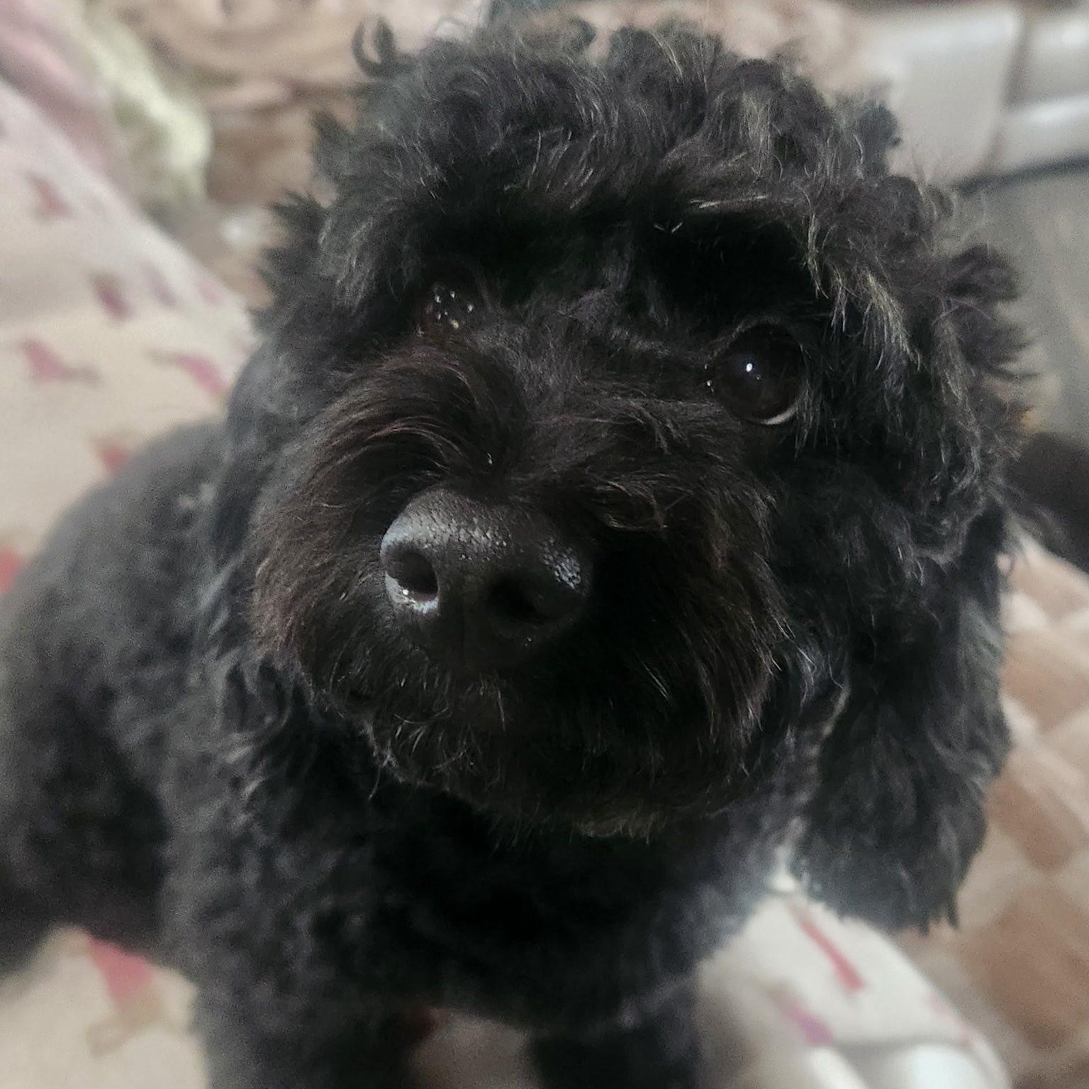 Coco, an adoptable Cockapoo in Cape Coral, FL, 33914 | Photo Image 3