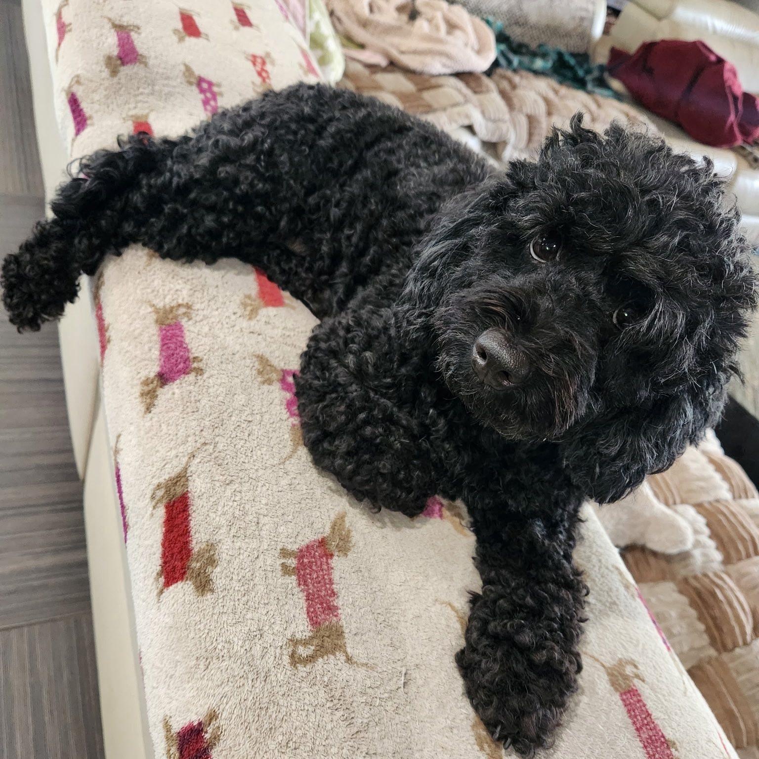 Coco, an adoptable Cockapoo in Cape Coral, FL, 33914 | Photo Image 6