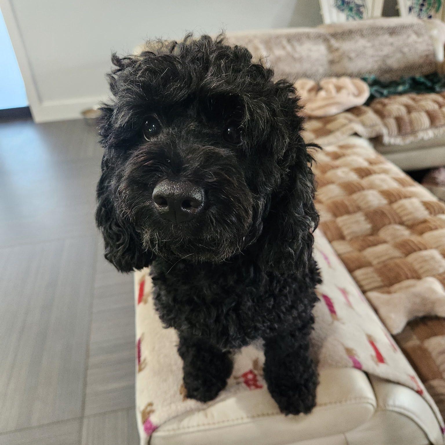 Coco, an adoptable Cockapoo in Cape Coral, FL, 33914 | Photo Image 4