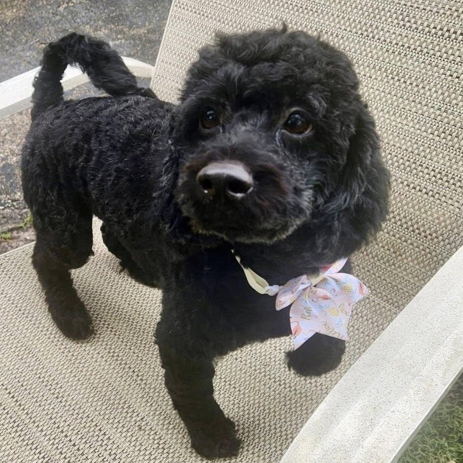 Coco, an adoptable Cockapoo in Cape Coral, FL, 33914 | Photo Image 1