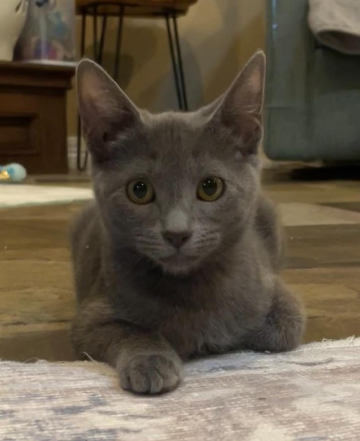 Toothless - Riley Fuzzel Petsmart (FHCC)