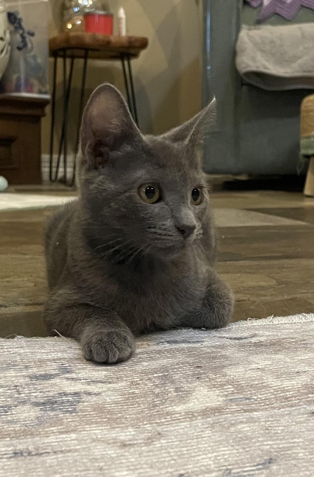 Toothless - Riley Fuzzel Petsmart (FHCC)