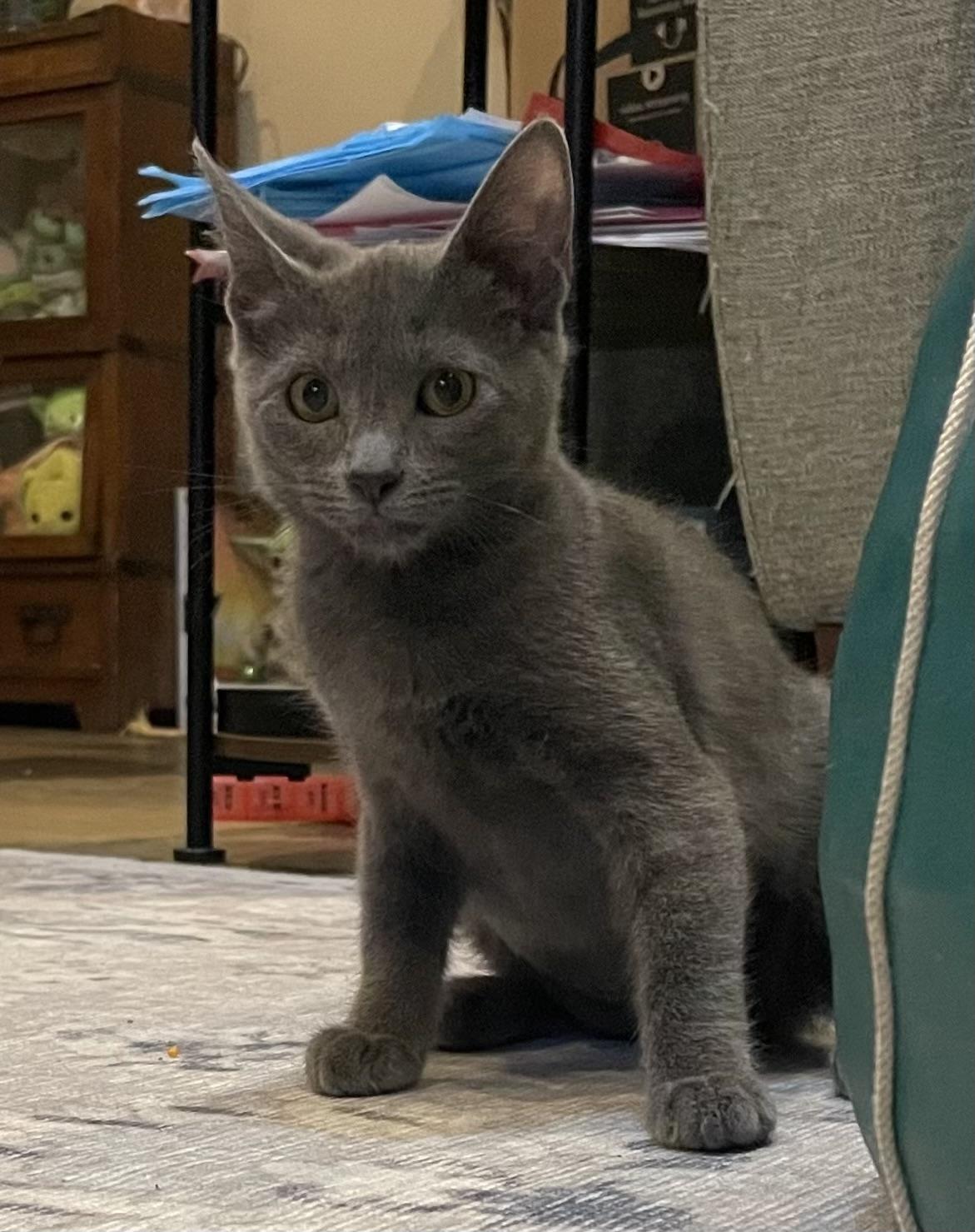 Toothless - Riley Fuzzel Petsmart (FHCC)
