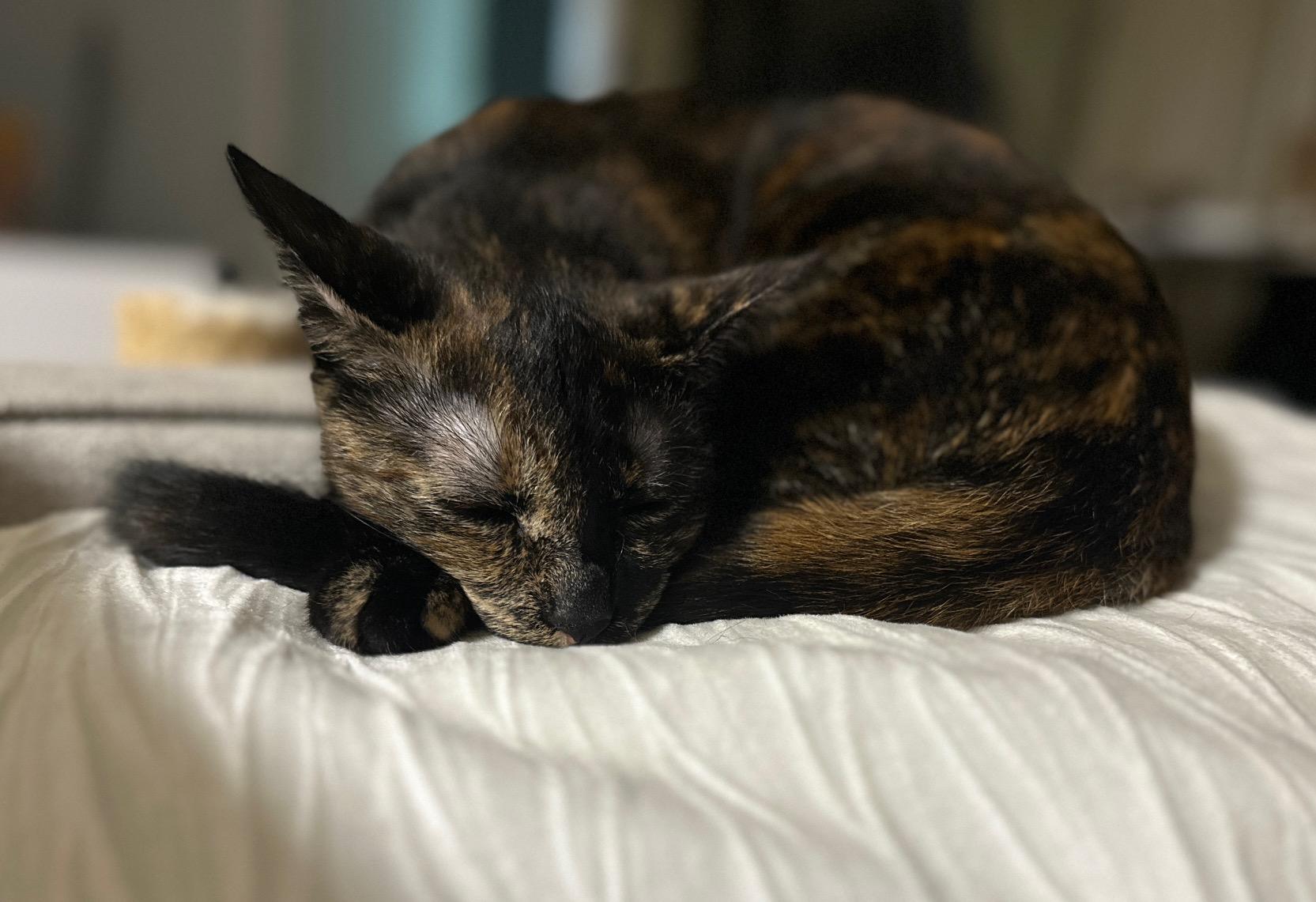 Enlarge Shiba, a Adoptable Tortoiseshell in Honolulu, HI image 4/6