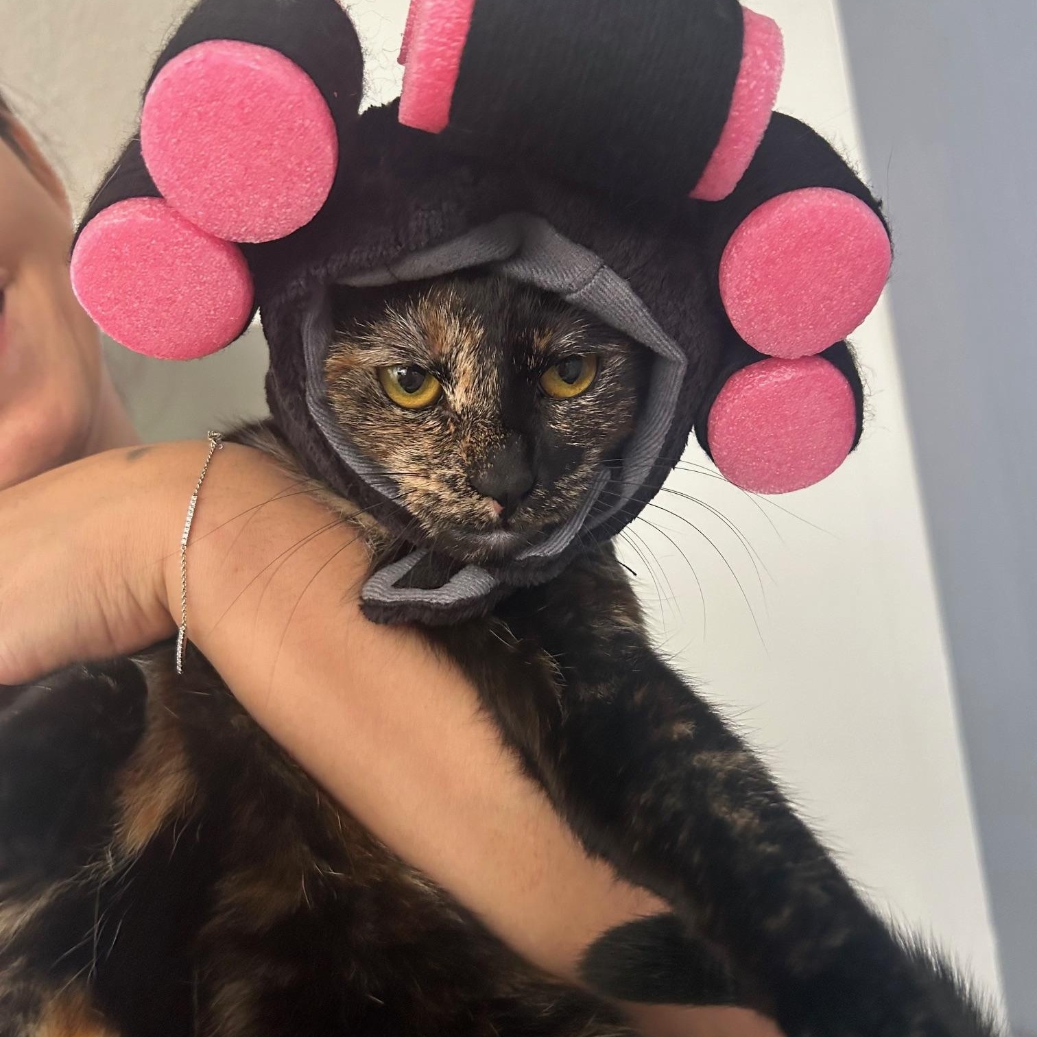 Enlarge Shiba, a Adoptable Tortoiseshell in Honolulu, HI image 6/6