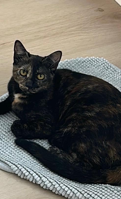 Shiba, Adoptable, Young Female Tortoiseshell.