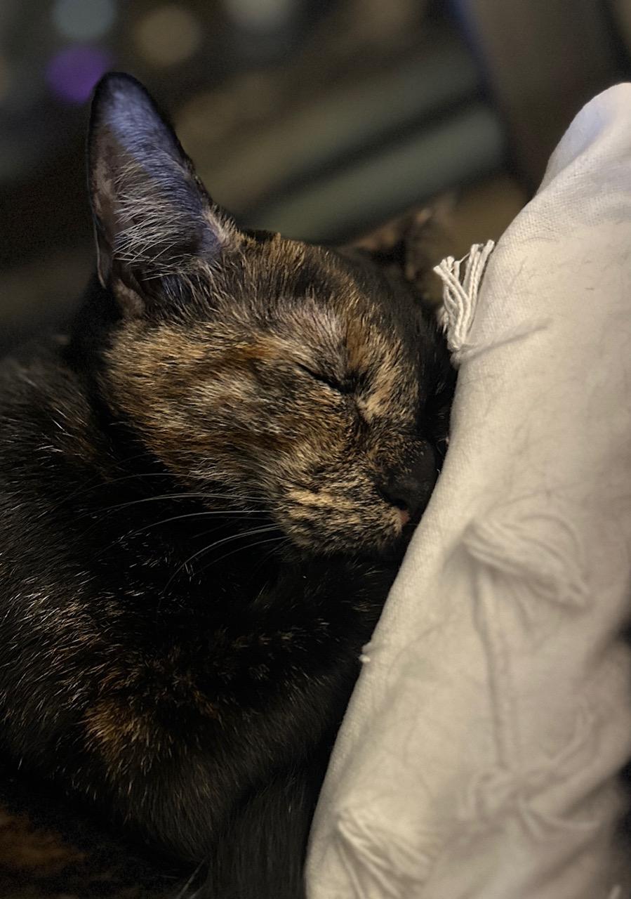 Enlarge Shiba, a Adoptable Tortoiseshell in Honolulu, HI image 5/6