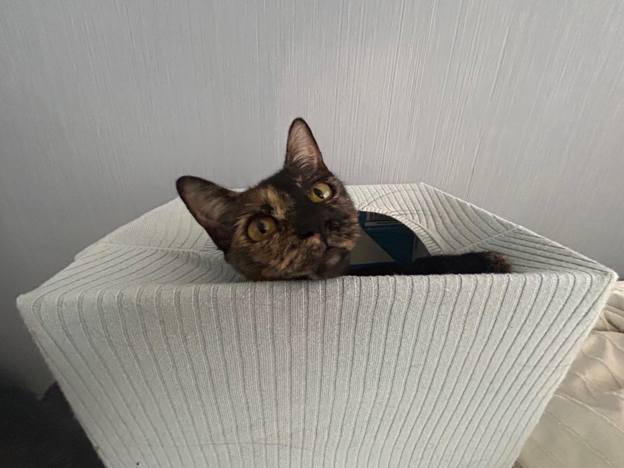 Enlarge Shiba, a Adoptable Tortoiseshell in Honolulu, HI image 3/6