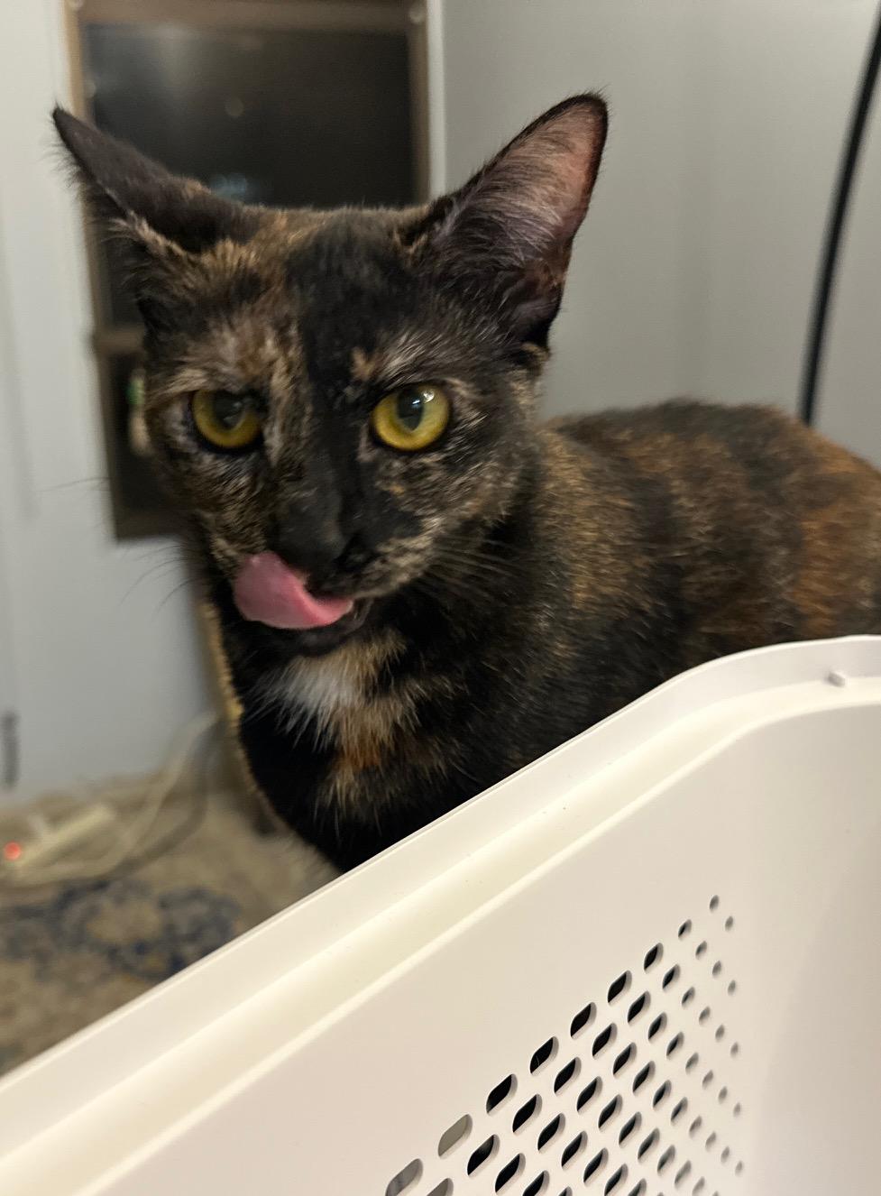 Enlarge Shiba, a Adoptable Tortoiseshell in Honolulu, HI image 2/6