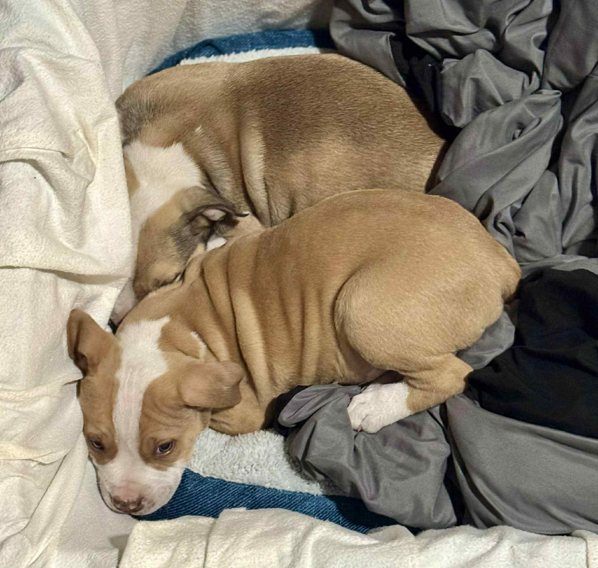Rhett, Adopted, Young Male Pit Bull Terrier & Labrador Retriever.