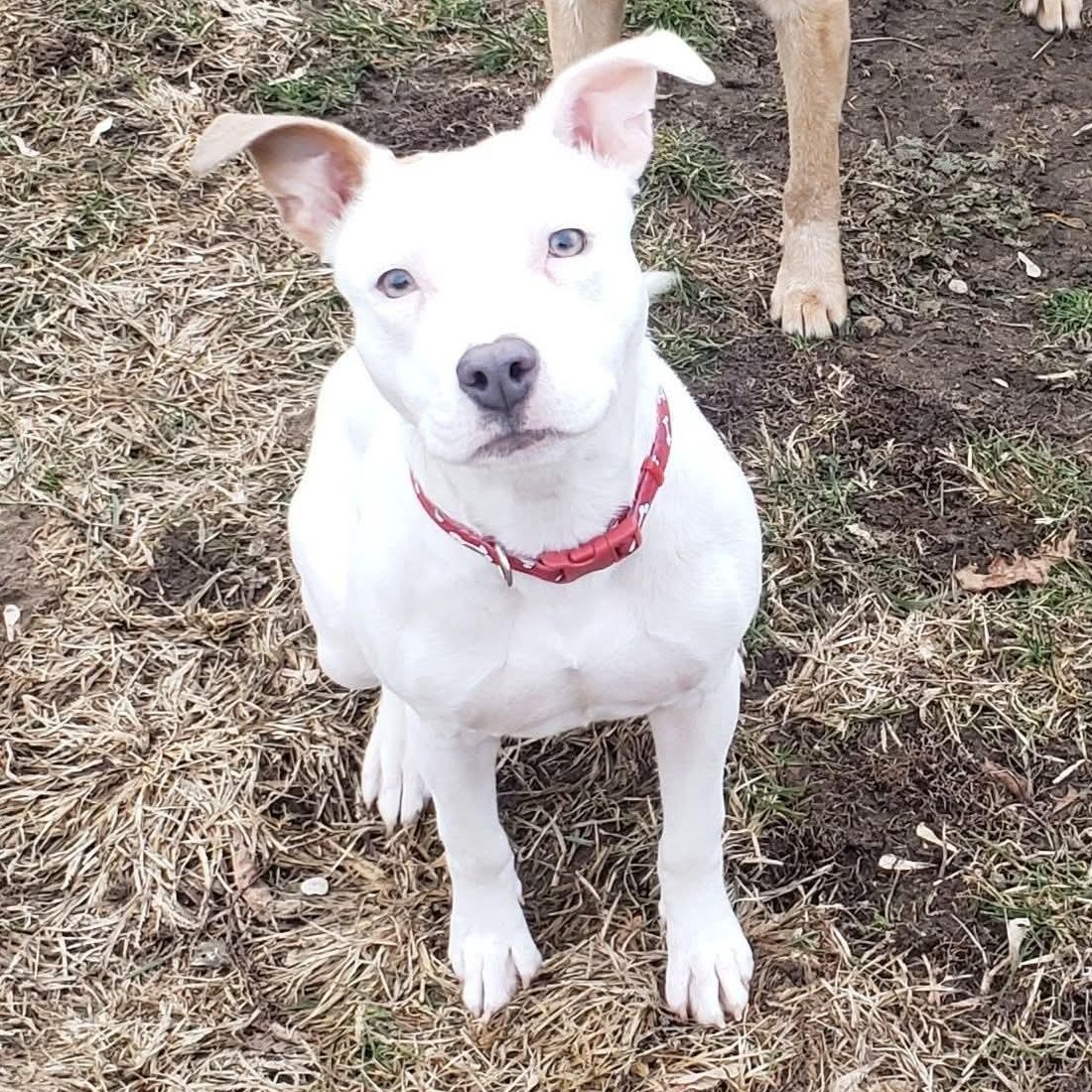 Enlarge Willow, a ADOPTABLE mixed breed in Kentwood, MI image 1/6