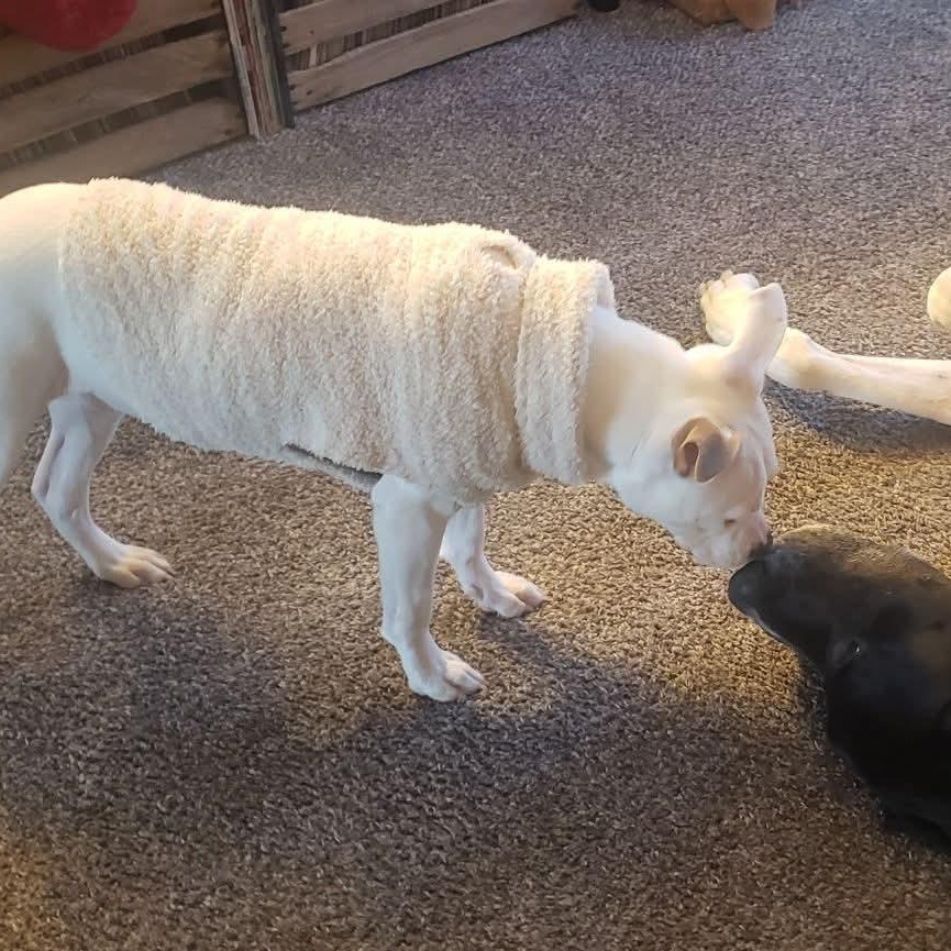 Enlarge Willow, a ADOPTABLE mixed breed in Kentwood, MI image 4/6