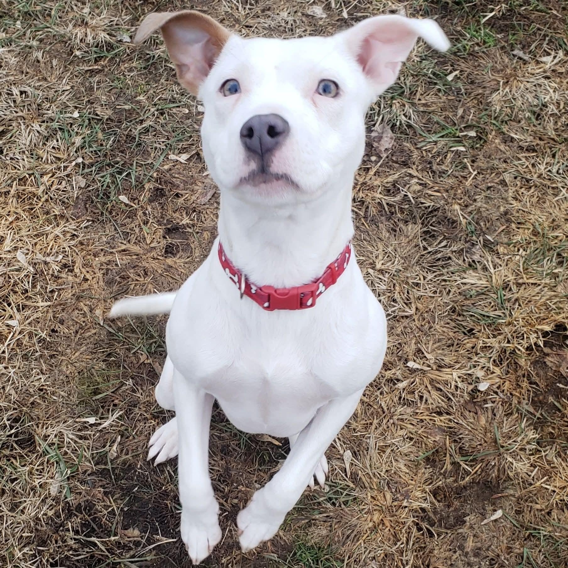 Enlarge Willow, a ADOPTABLE mixed breed in Kentwood, MI image 2/6