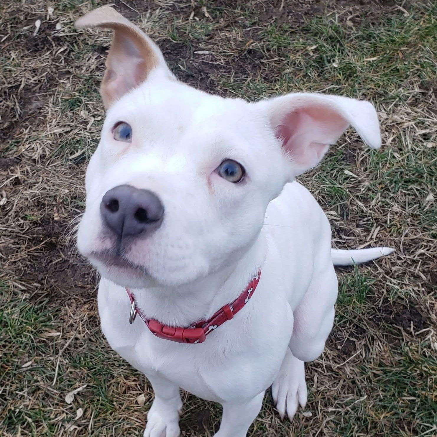 Enlarge Willow, a ADOPTABLE mixed breed in Kentwood, MI image 6/6