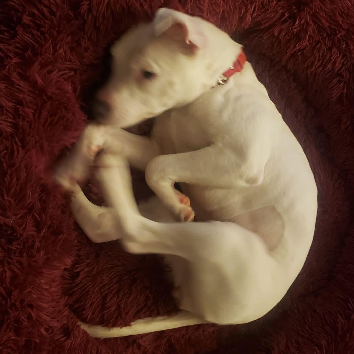 Enlarge Willow, a ADOPTABLE mixed breed in Kentwood, MI image 5/6