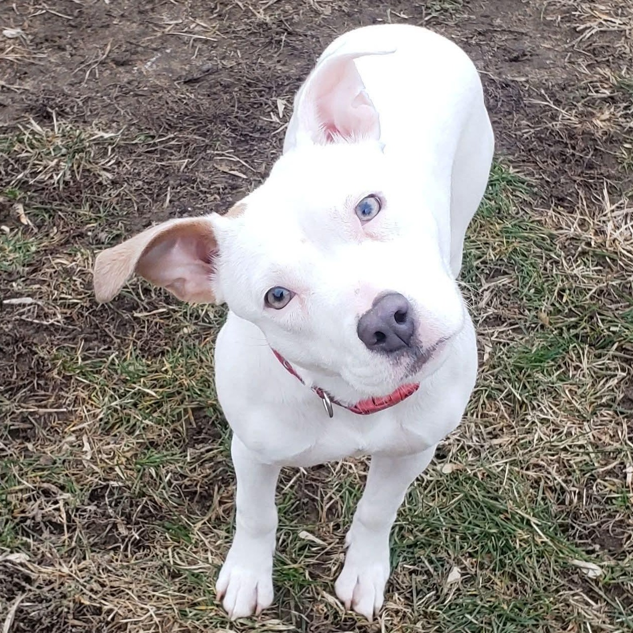 Enlarge Willow, a ADOPTABLE mixed breed in Kentwood, MI image 3/6