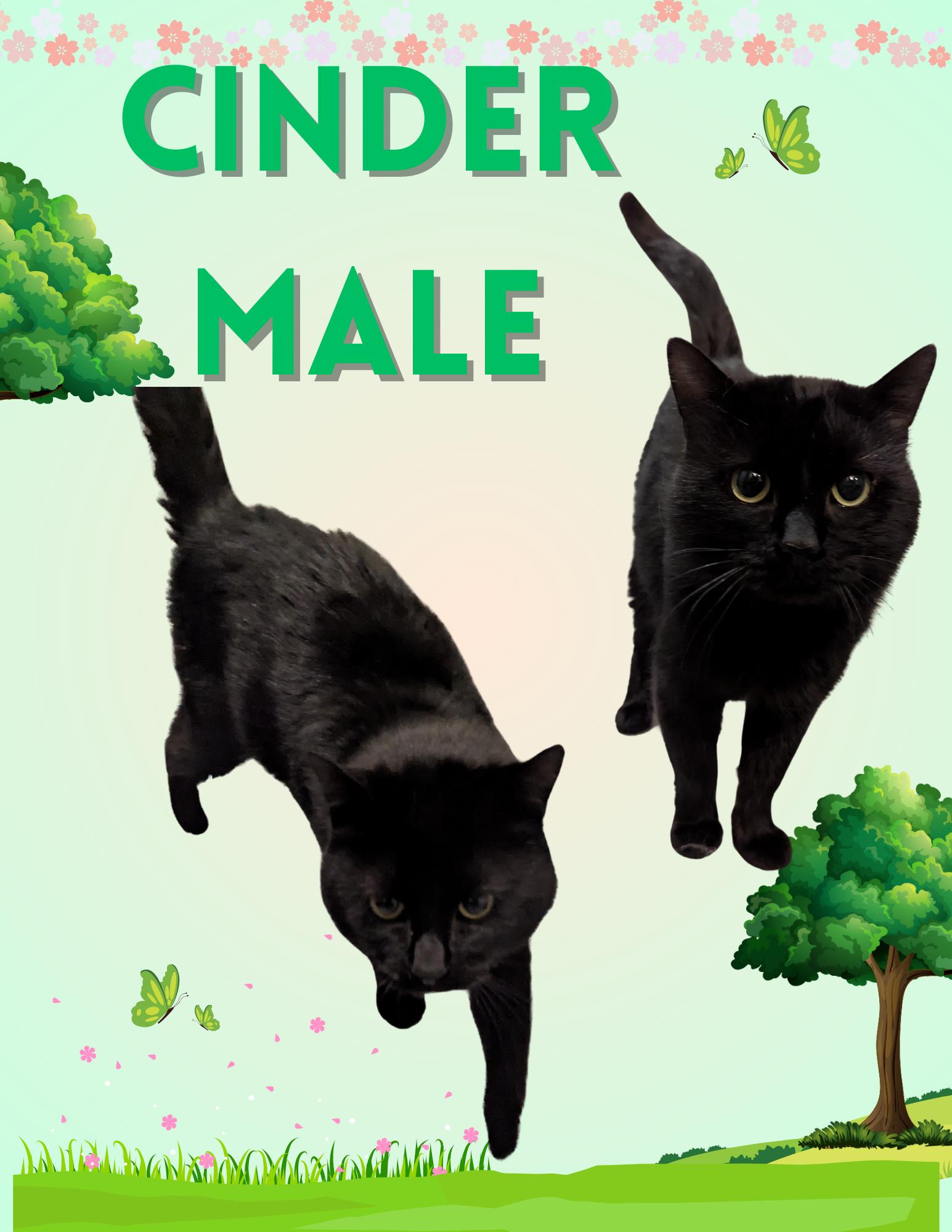 Cinder