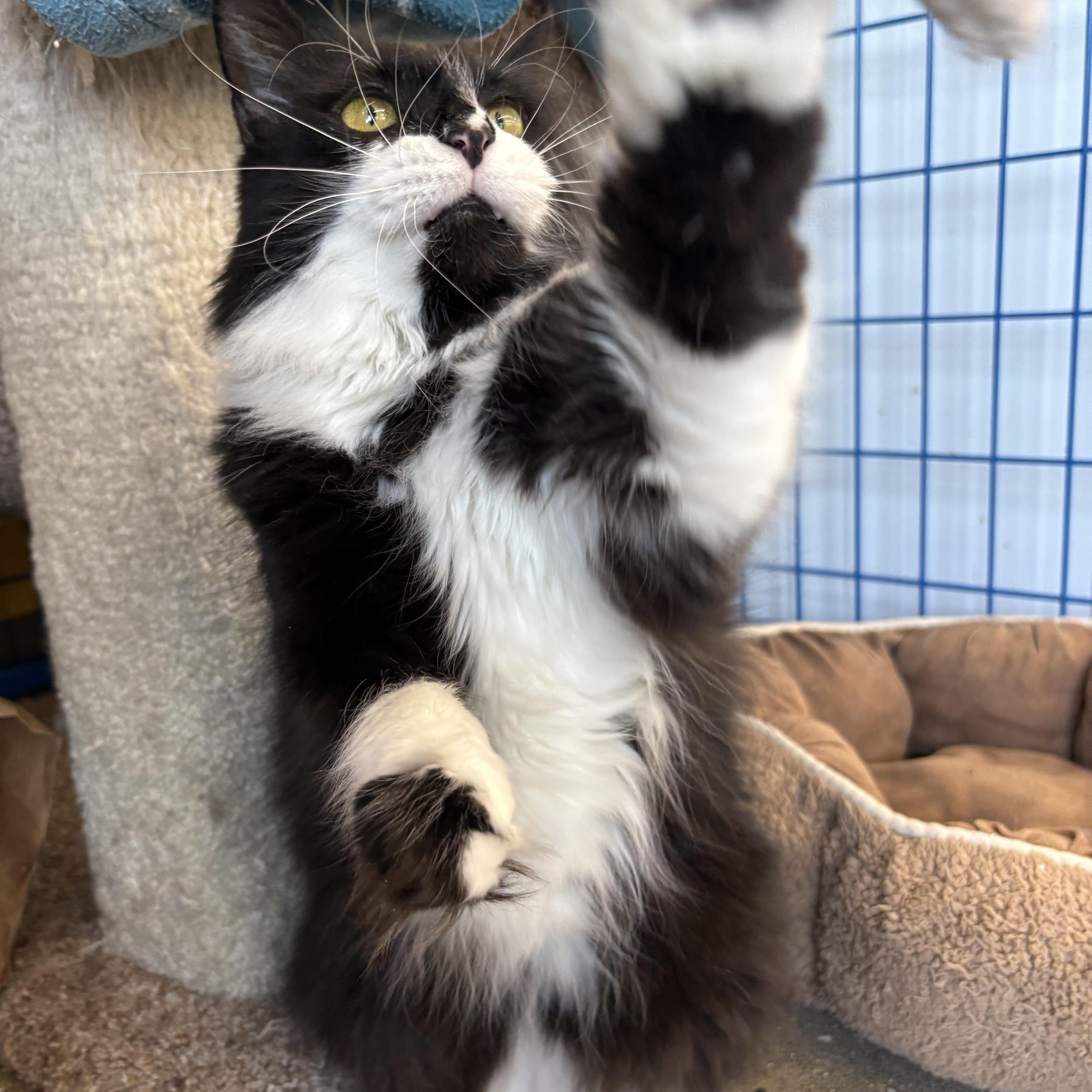 Enlarge Sunshine - CHOW HOUND - ADOPTION PENDING, an adopted Domestic Long Hair in Grand Rapids, MI image 5/6