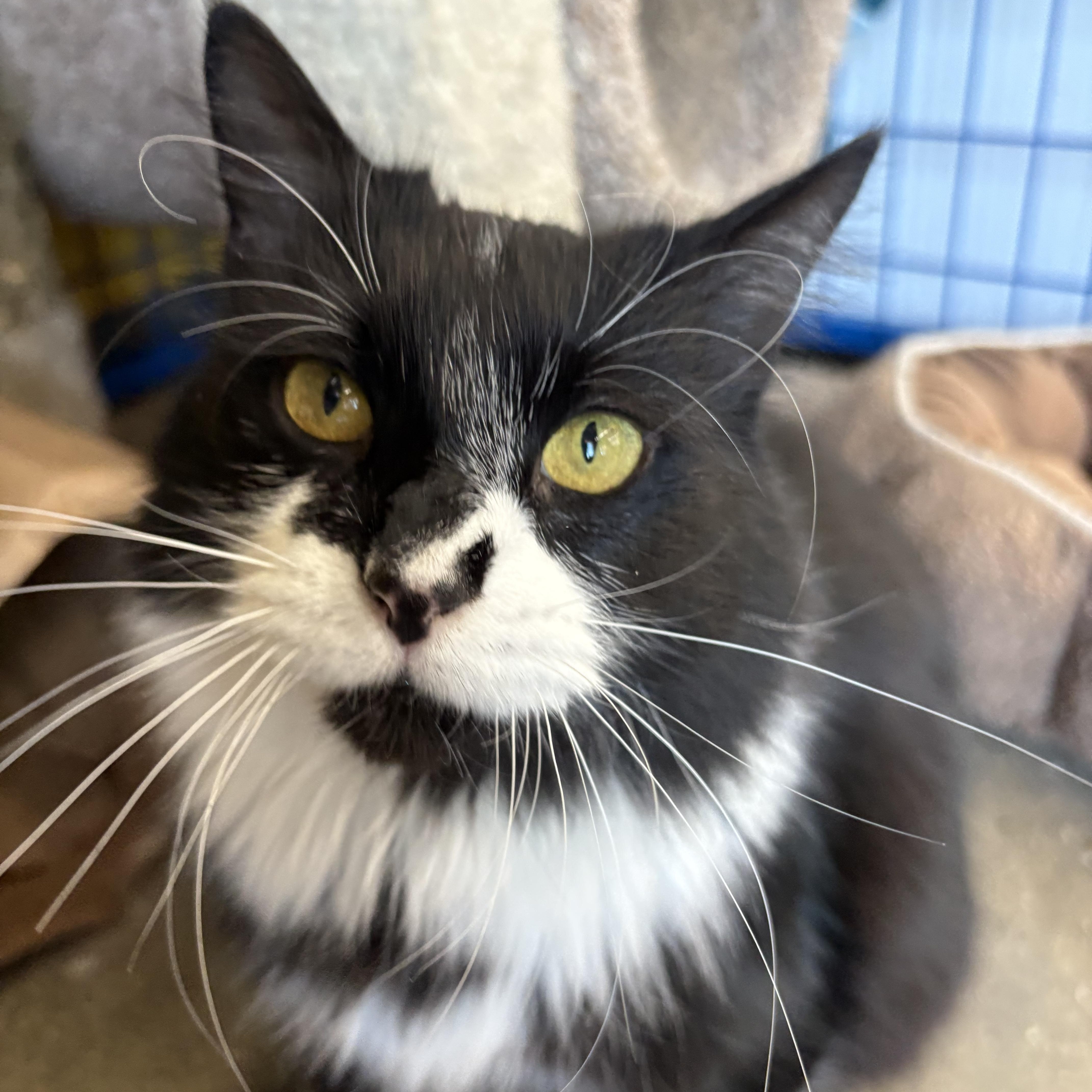 Enlarge Sunshine - CHOW HOUND - ADOPTION PENDING, an adopted Domestic Long Hair in Grand Rapids, MI image 2/6