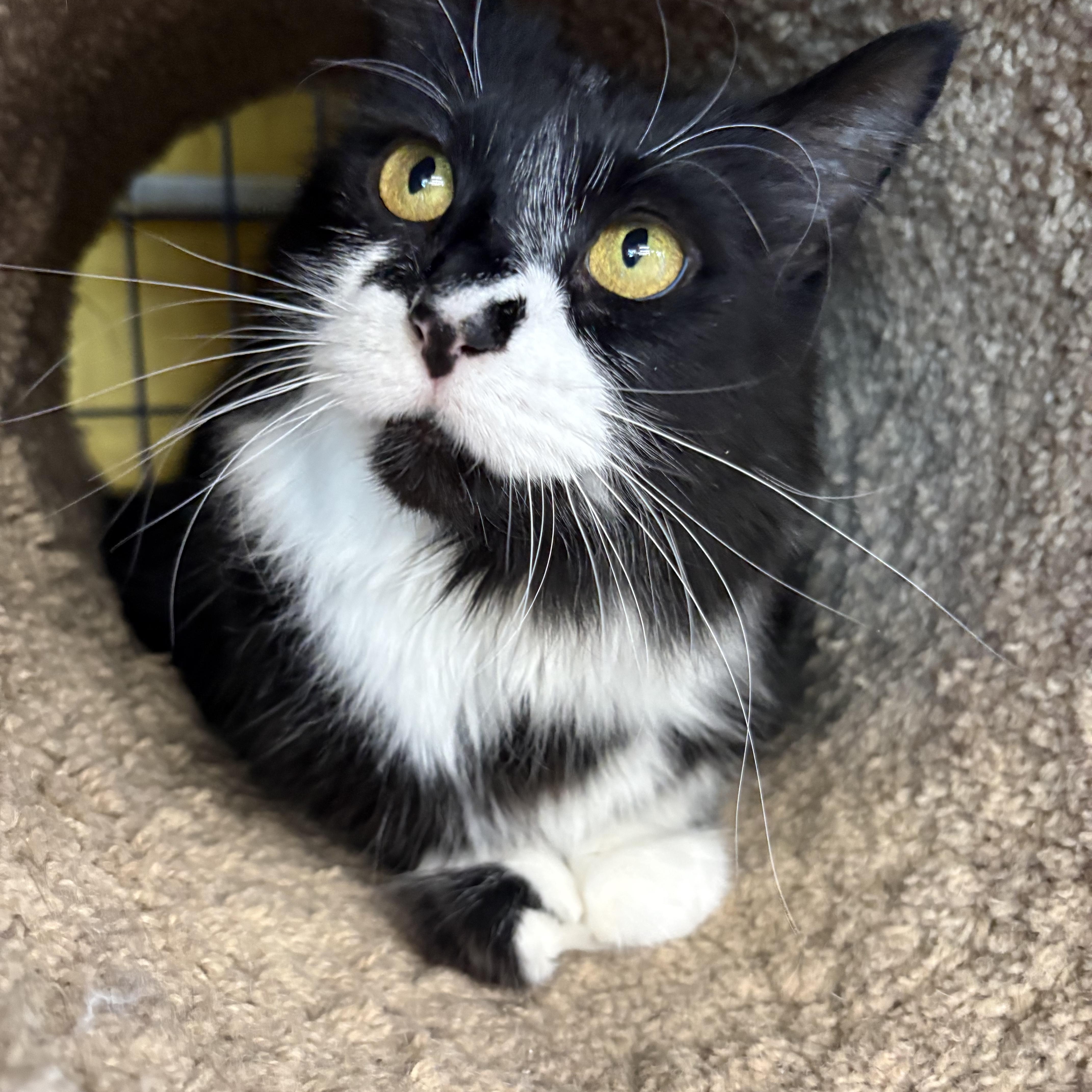 Enlarge Sunshine - CHOW HOUND - ADOPTION PENDING, an adopted Domestic Long Hair in Grand Rapids, MI image 6/6