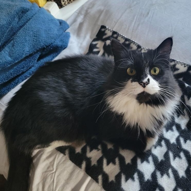 Enlarge Sunshine - CHOW HOUND - ADOPTION PENDING, an adopted Domestic Long Hair in Grand Rapids, MI image 3/6