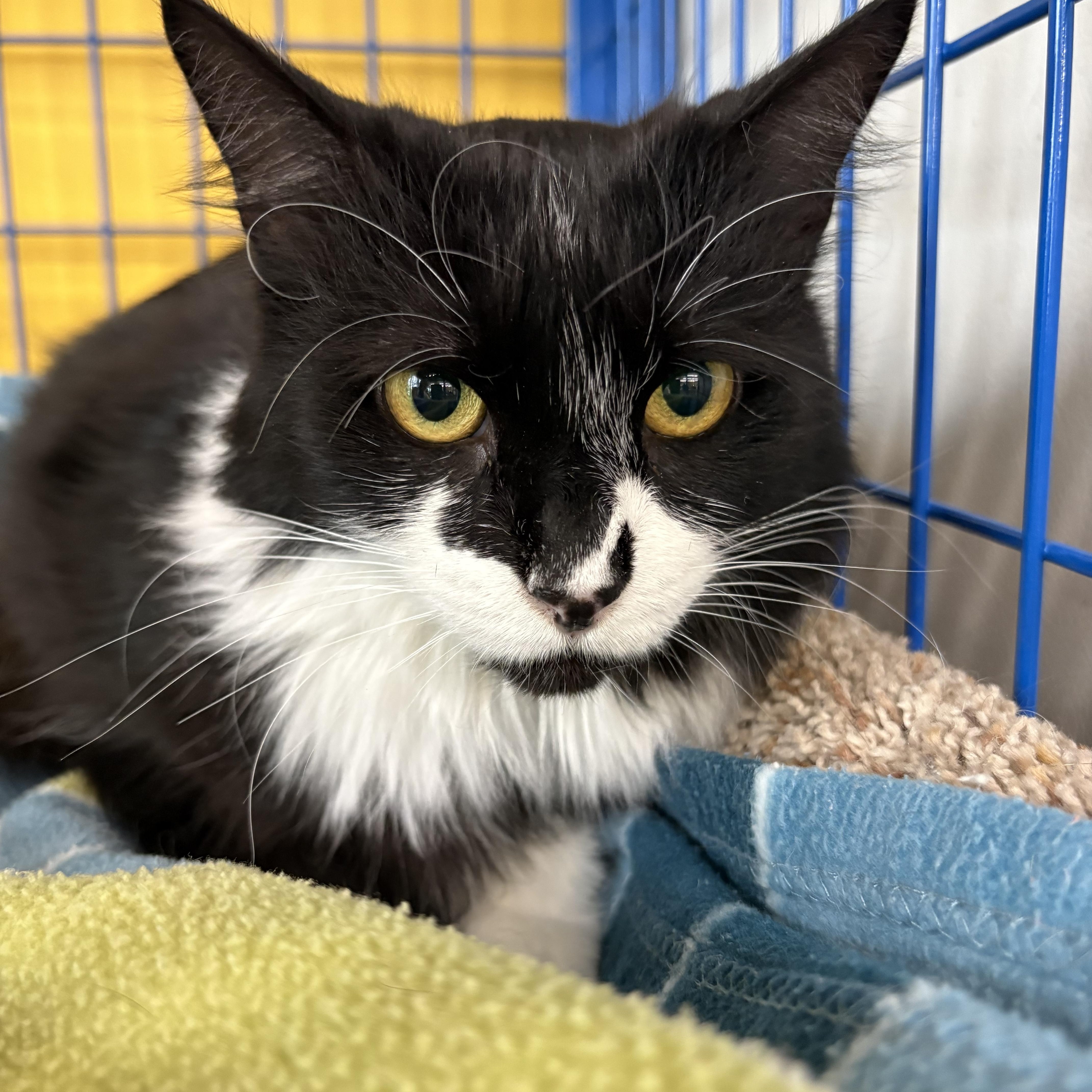 Enlarge Sunshine - CHOW HOUND - ADOPTION PENDING, an adopted Domestic Long Hair in Grand Rapids, MI image 4/6