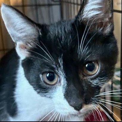 Milo, Adoptable, Kitten Male Domestic Short Hair.