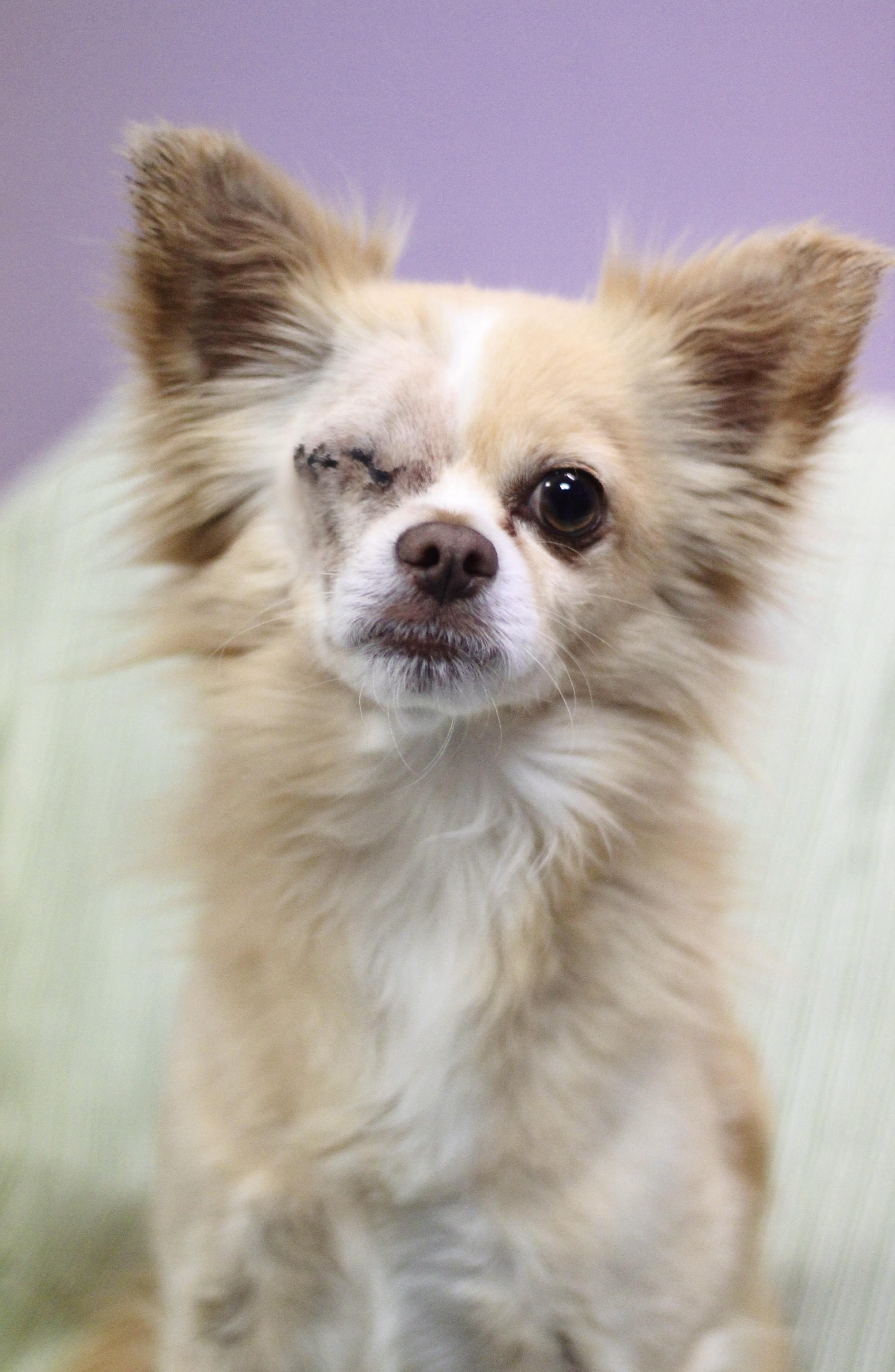 Enlarge Vago in NH! Come Meet our Adoptable Dogs Wednesday-Saturday. More info in Bio!, an adopted mixed breed in Manchester, NH image 2/2