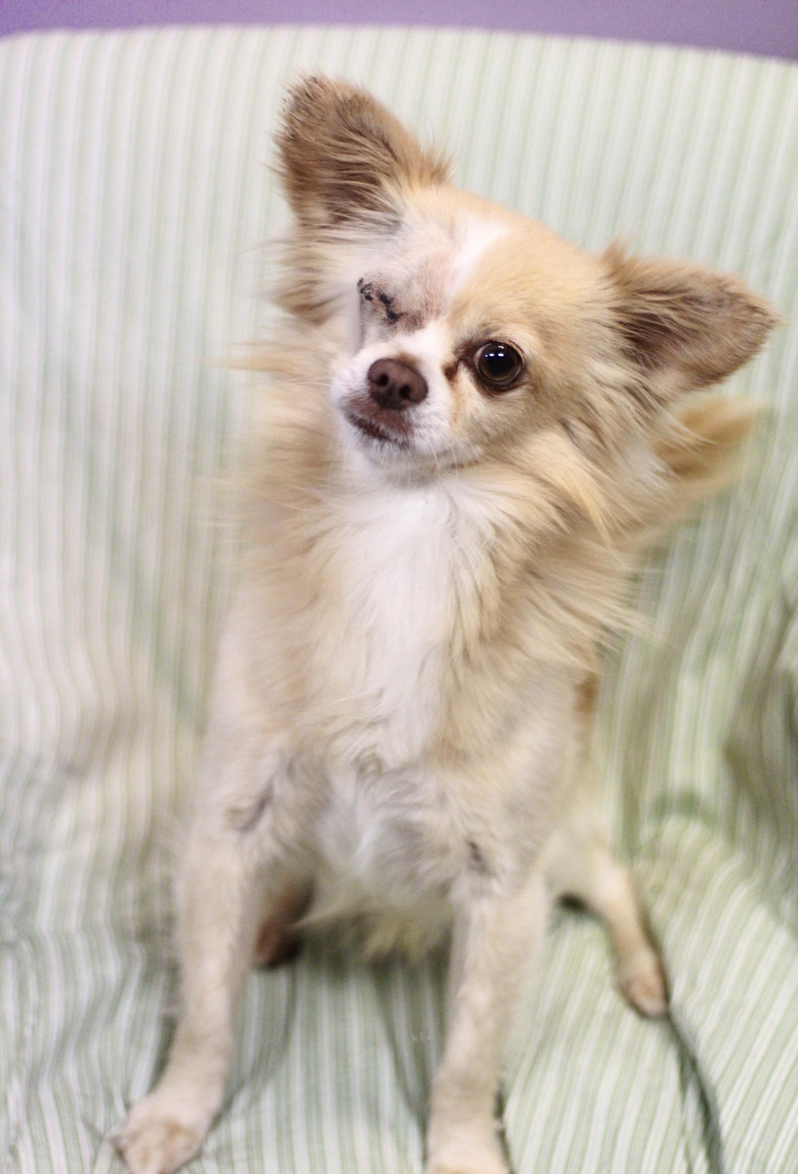 Vago in NH! Come Meet our Adoptable Dogs Wednesday-Saturday. More info in Bio!, adopted, Adult Male Chihuahua.