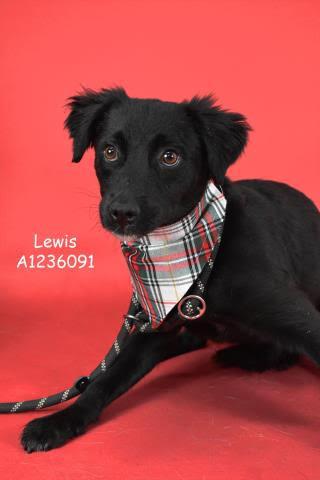 Lewis -- URGENT!, Adoptable, Young Male Spaniel.