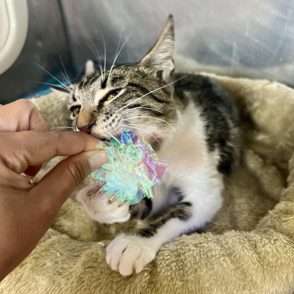 Enlarge Celine Dijon, a Adoptable Domestic Short Hair in Austin, TX image 1/6