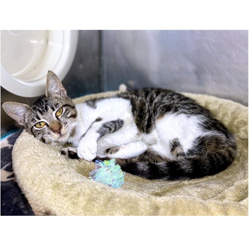 Enlarge Celine Dijon, a Adoptable Domestic Short Hair in Austin, TX image 2/6