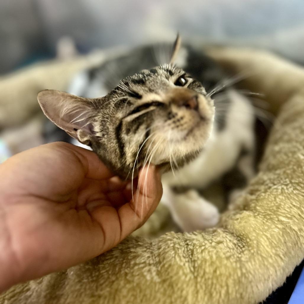 Enlarge Celine Dijon, a Adoptable Domestic Short Hair in Austin, TX image 3/6