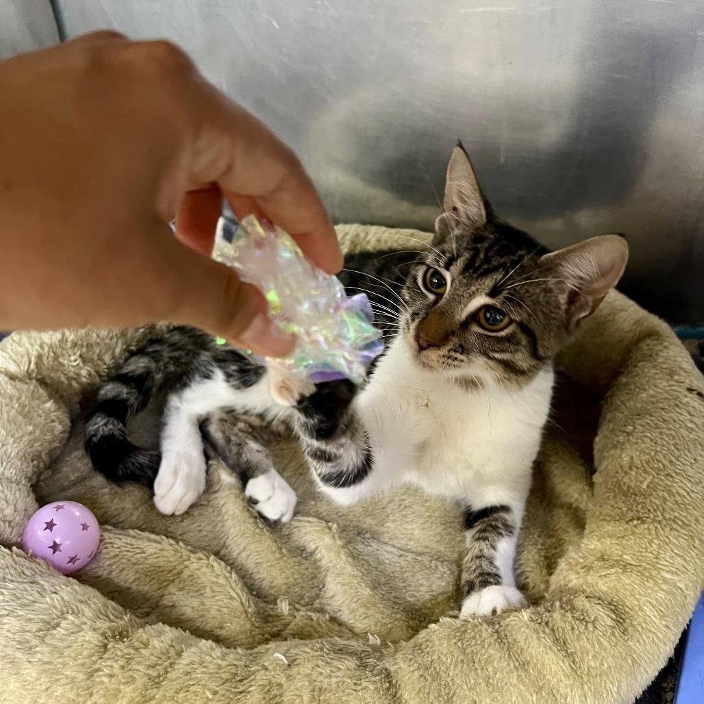 Enlarge Celine Dijon, a Adoptable Domestic Short Hair in Austin, TX image 5/6