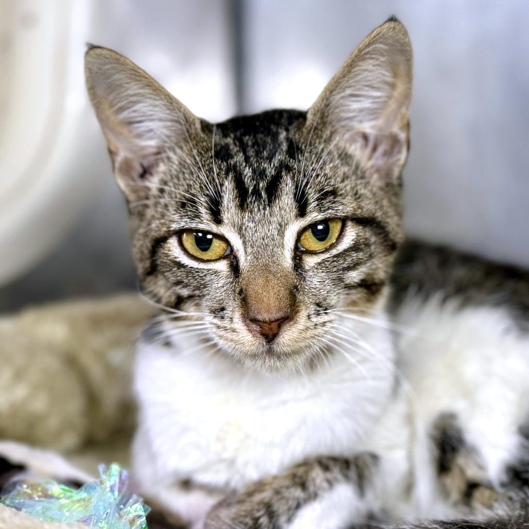 Enlarge Celine Dijon, a Adoptable Domestic Short Hair in Austin, TX image 6/6