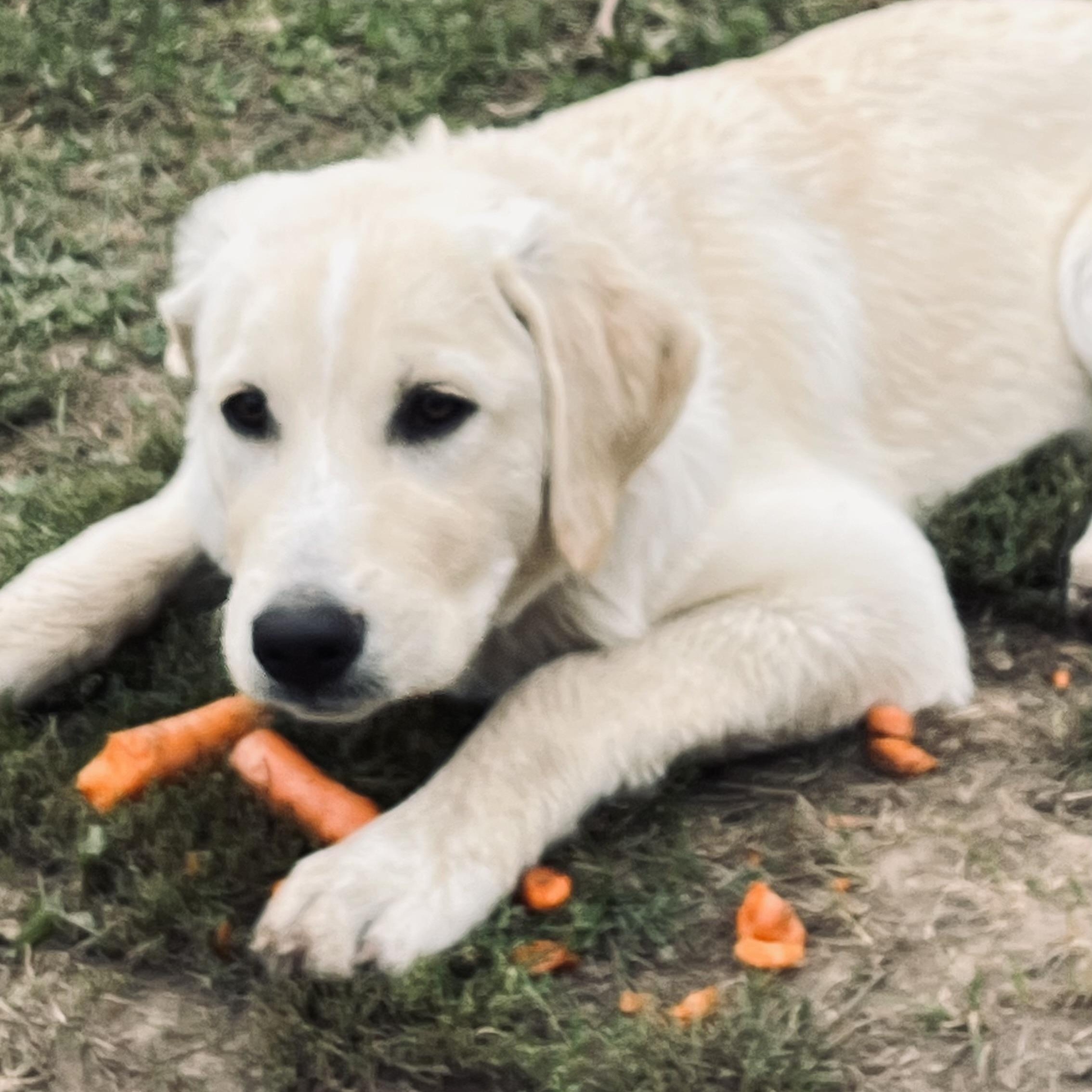 Enlarge Bea, a Adoptable mixed breed in Richmond Hill, ON image 1/3