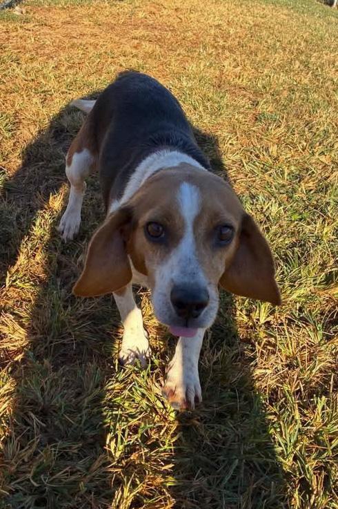 Enlarge London, a Adopted Beagle in Munfordville, KY image 2/2