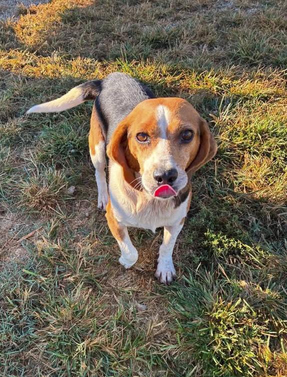 London, Adopted, Adult Male Beagle.