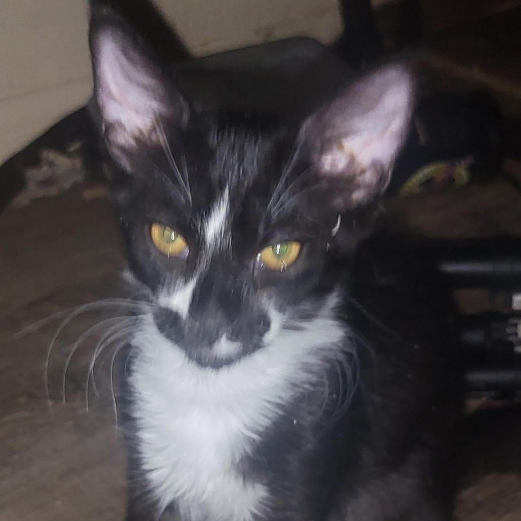 F-Spire, Adoptable, Young Male Domestic Short Hair.