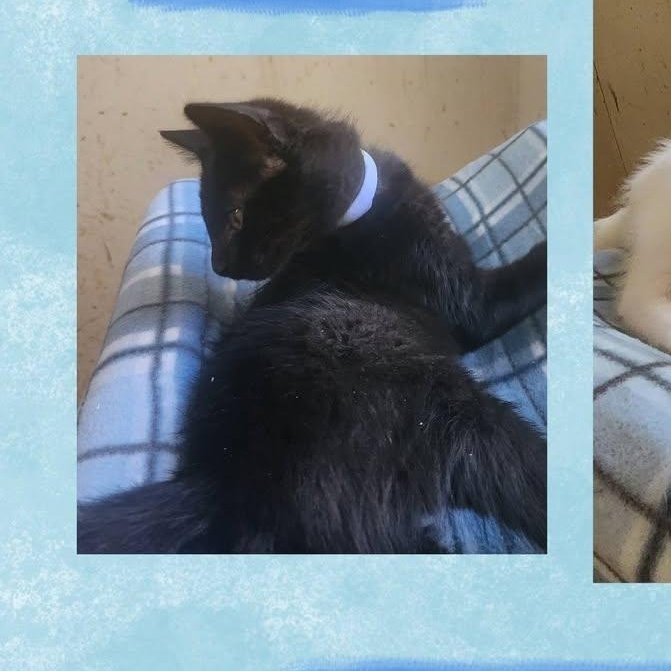 Babloo of The Terrific 5, a ADOPTABLE Domestic Short Hair in Fitchburg, WI image 1/2
