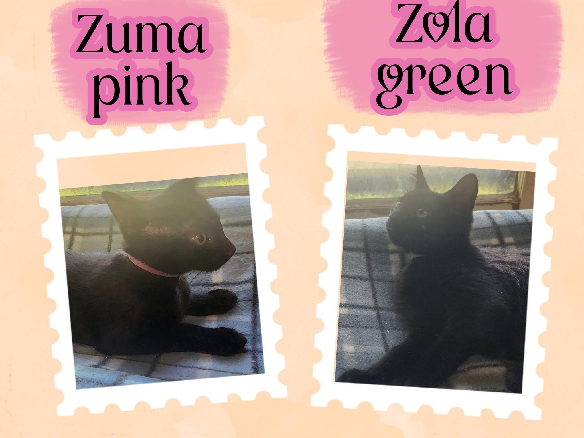 Babloo of The Terrific 5, a ADOPTABLE Domestic Short Hair in Fitchburg, WI image 2/2