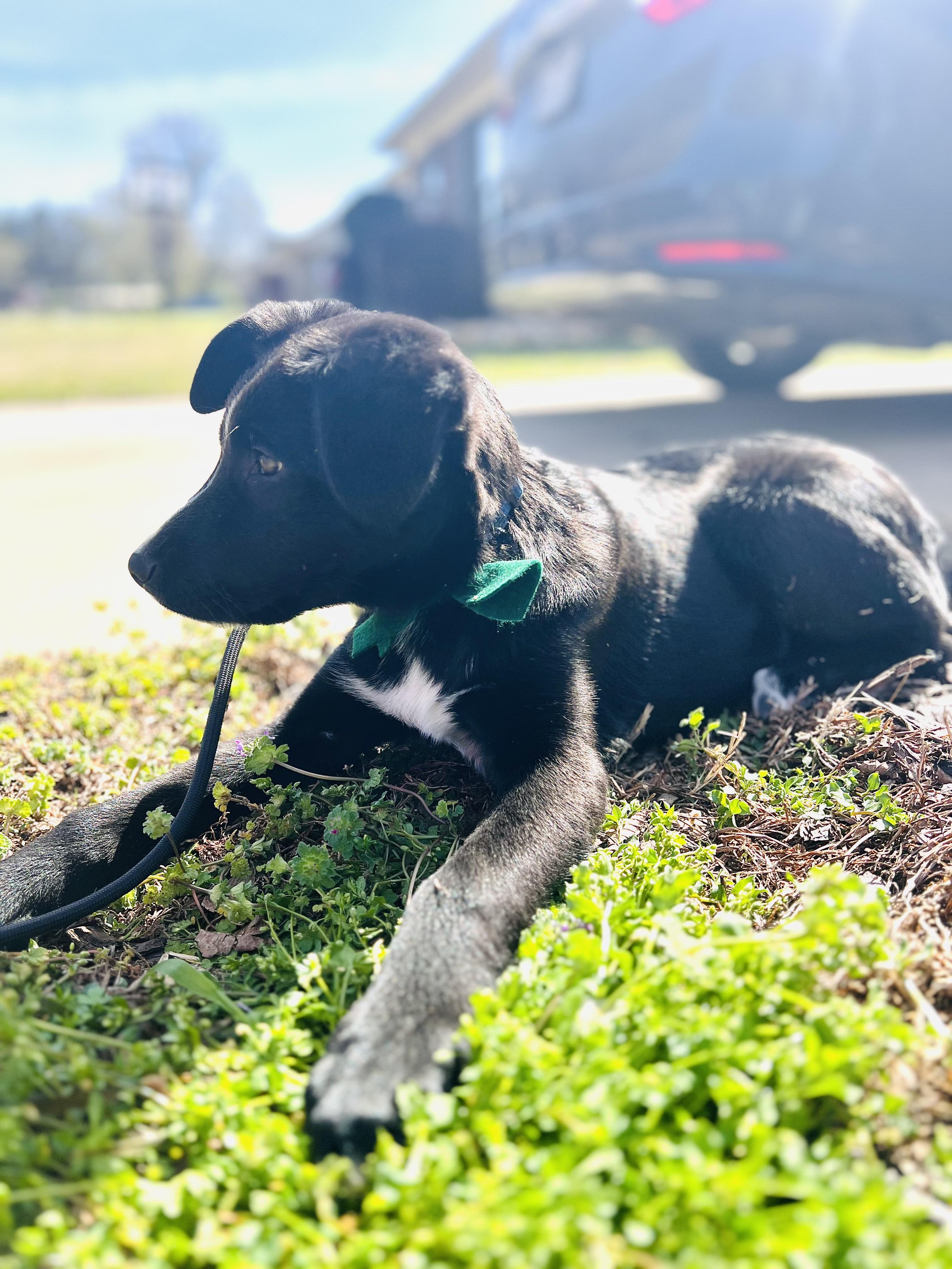 Rook, an adopted mixed breed in Paris, TX image 3/4