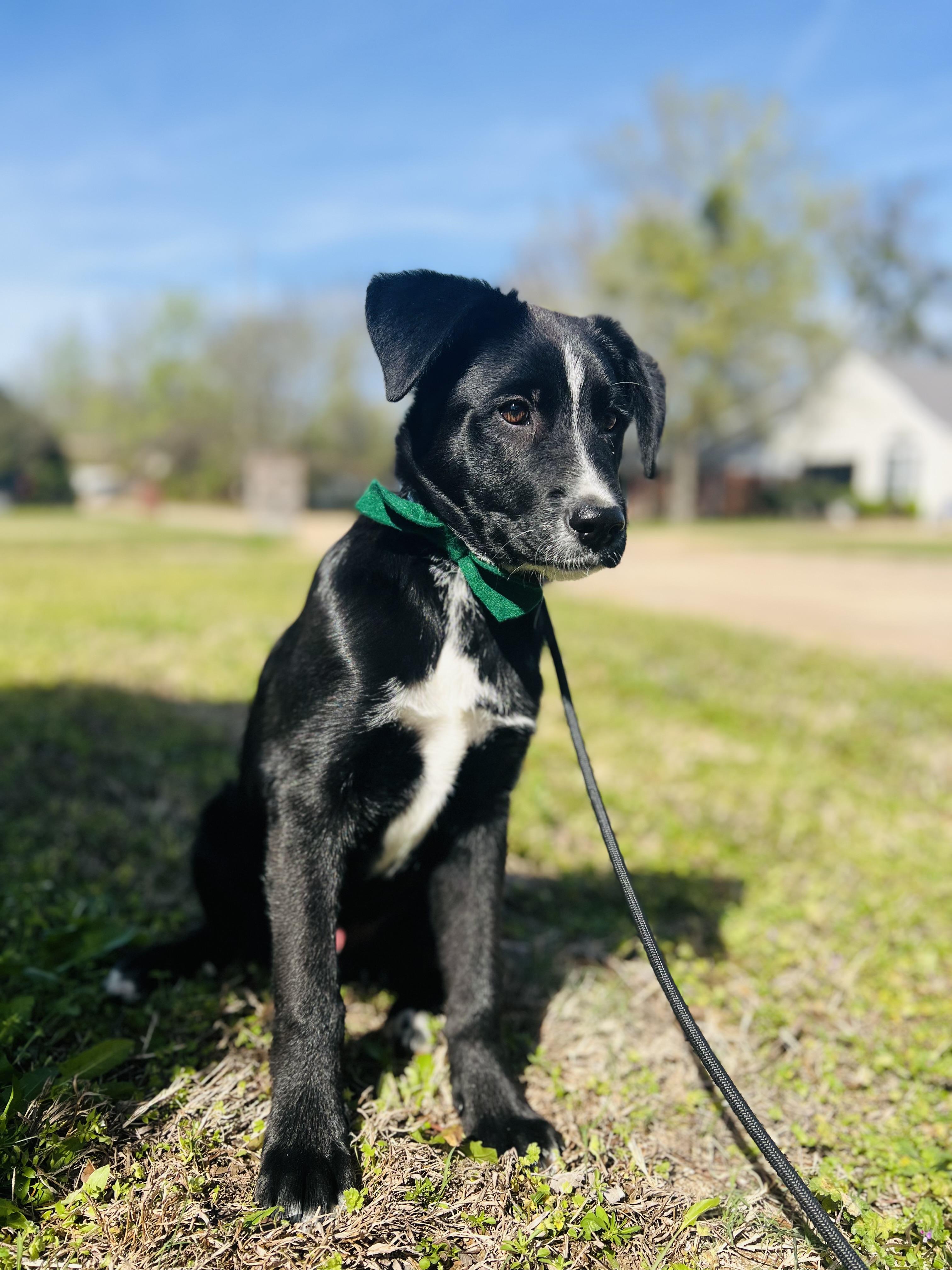 Rook, an adopted mixed breed in Paris, TX image 2/4