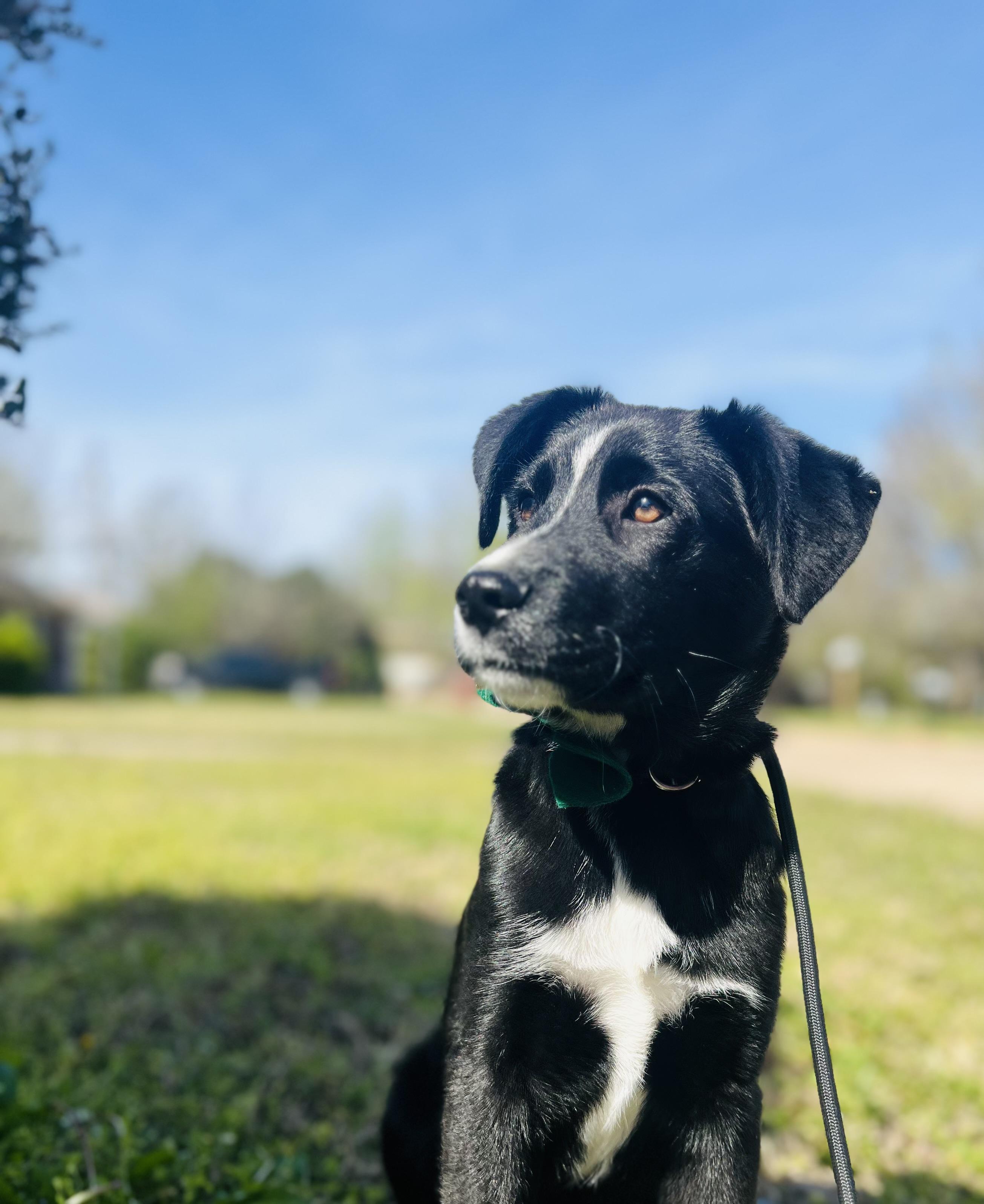 Rook, an adopted mixed breed in Paris, TX image 4/4