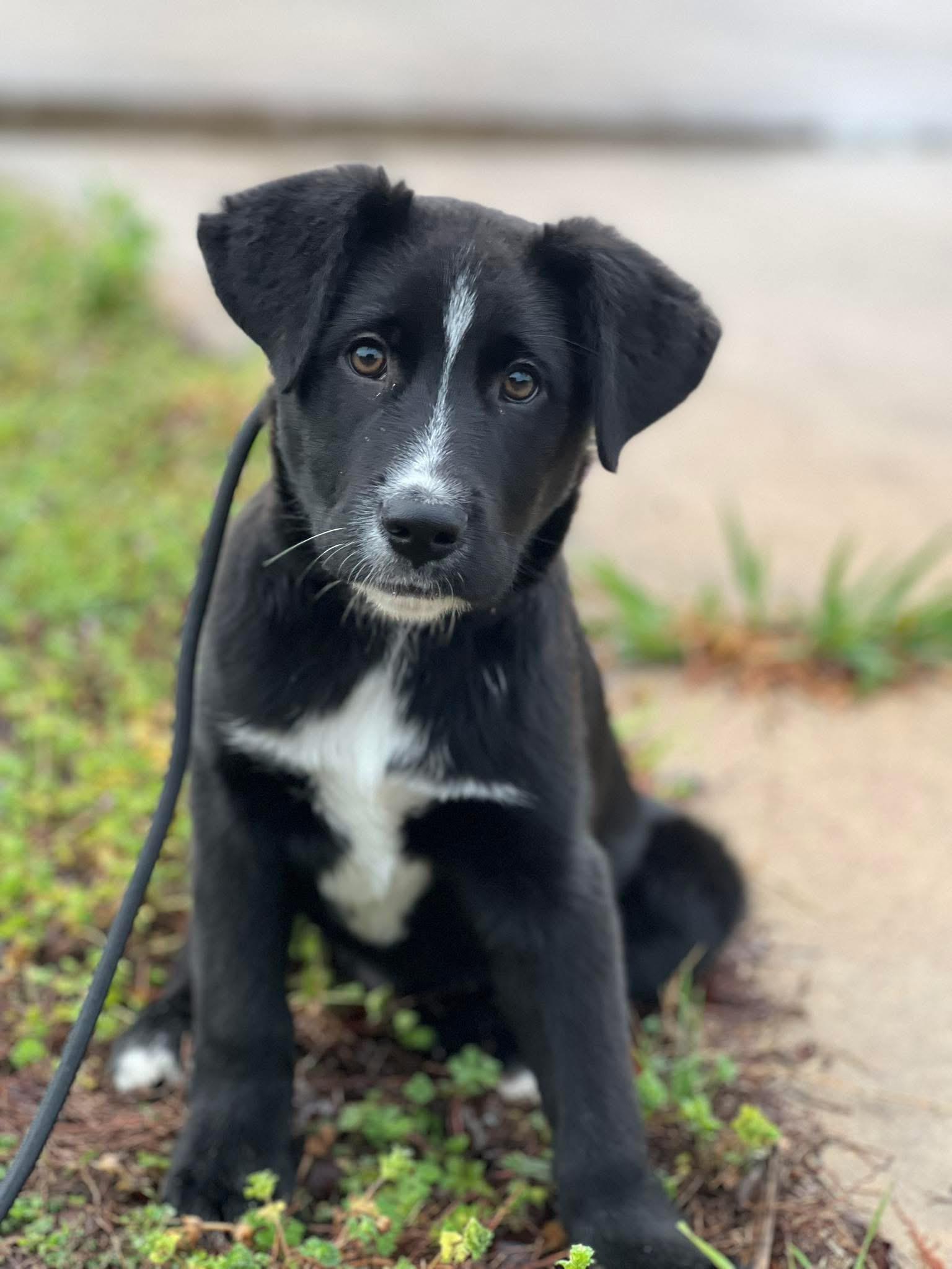Rook, an adopted mixed breed in Paris, TX image 1/4