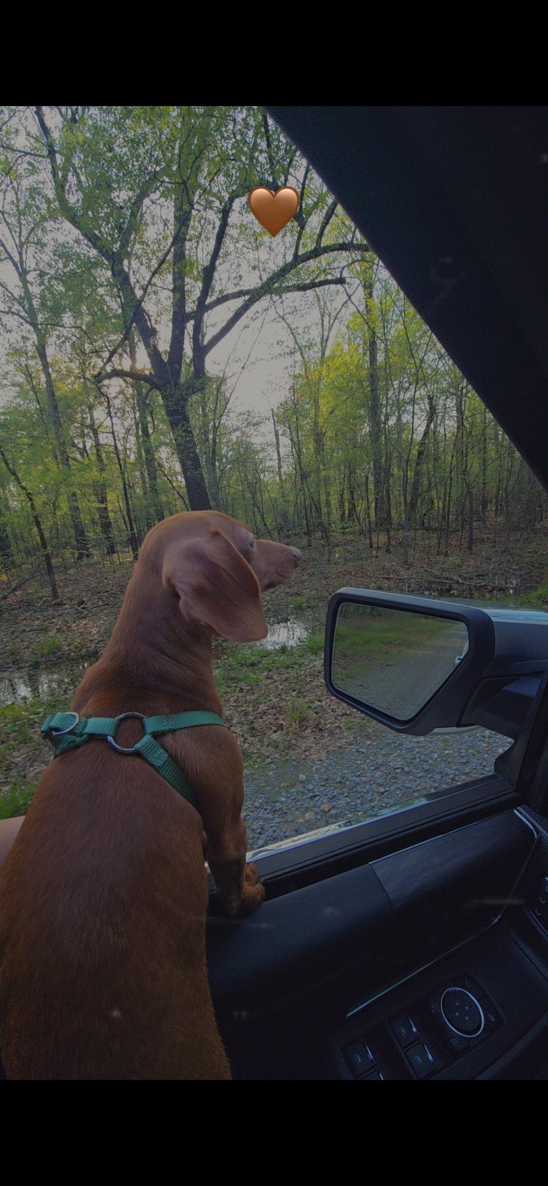 Enlarge Maverick- adoption pending, a Adoptable Dachshund in Buffalo, MN image 1/3