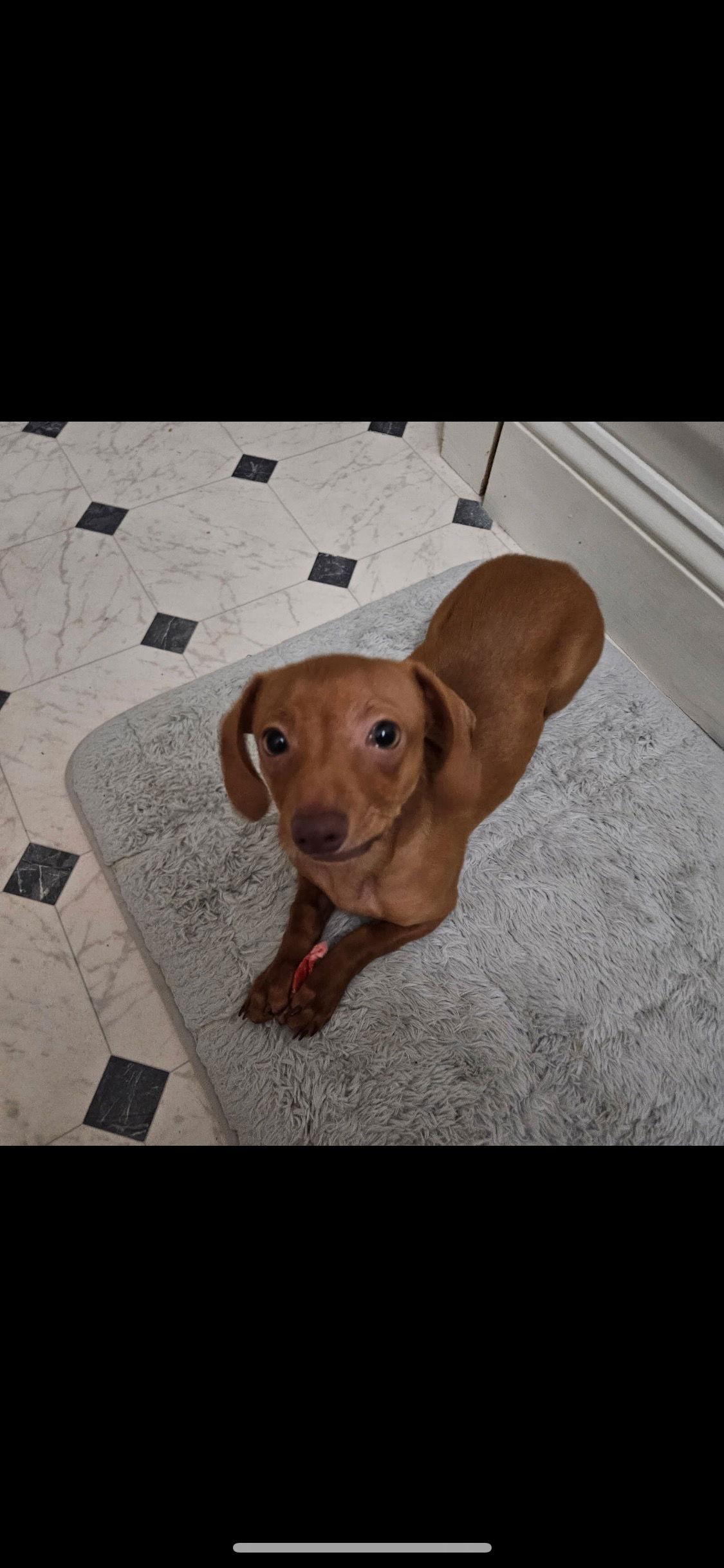 Maverick, a Adoptable Dachshund image 3/3