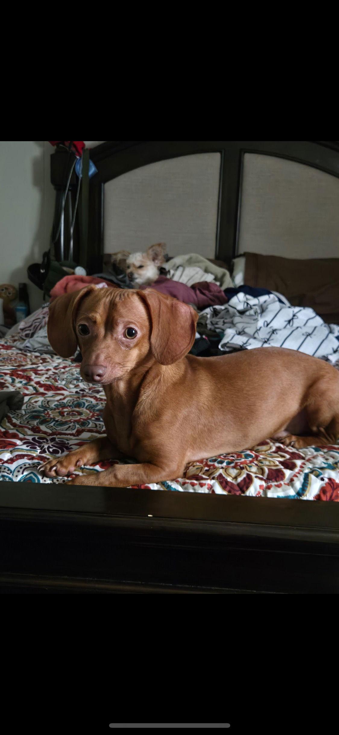 Enlarge Maverick- adoption pending, a Adoptable Dachshund in Buffalo, MN image 3/3