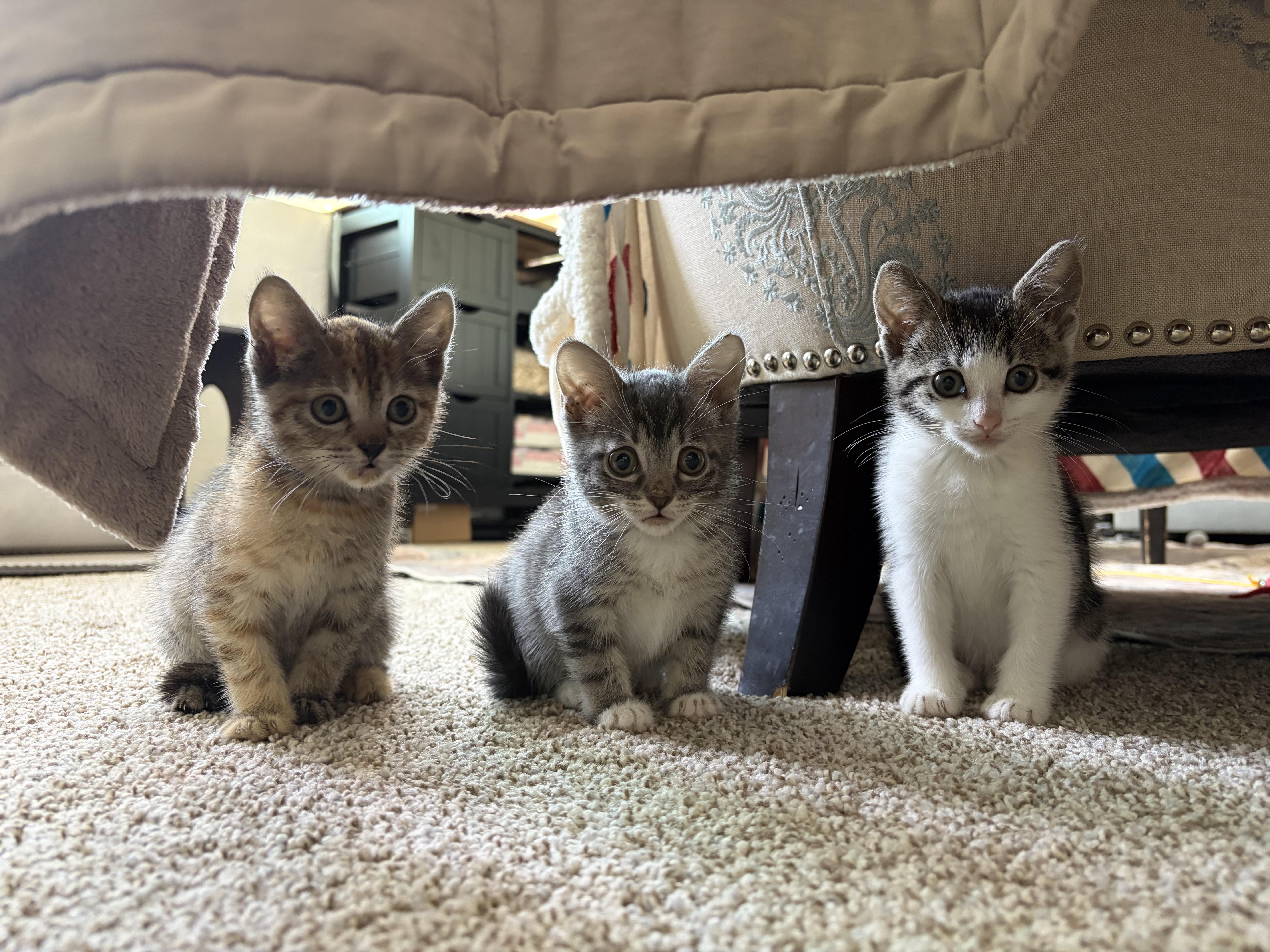 Phoebe, Adoptable, Kitten Female Domestic Short Hair.